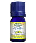Organic Essential Oil Inula Sweet 1 Ml by Divine Essence