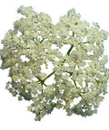 Dried organic elderflowers 57 Grams by SURO