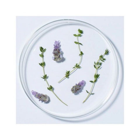 Andalou Naturals, Body Butter, Lavender Shea 8 oz